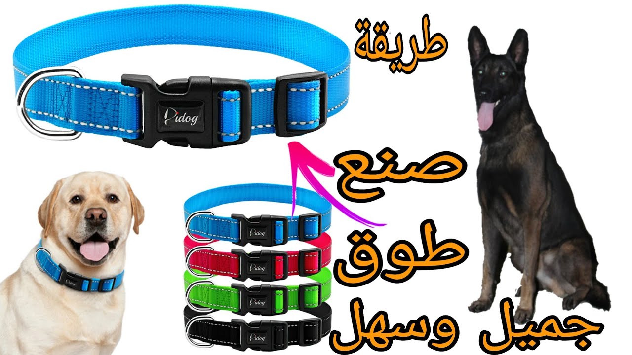 دائما حب المالينوا يجعلني أبدع في لوازم الكلاب