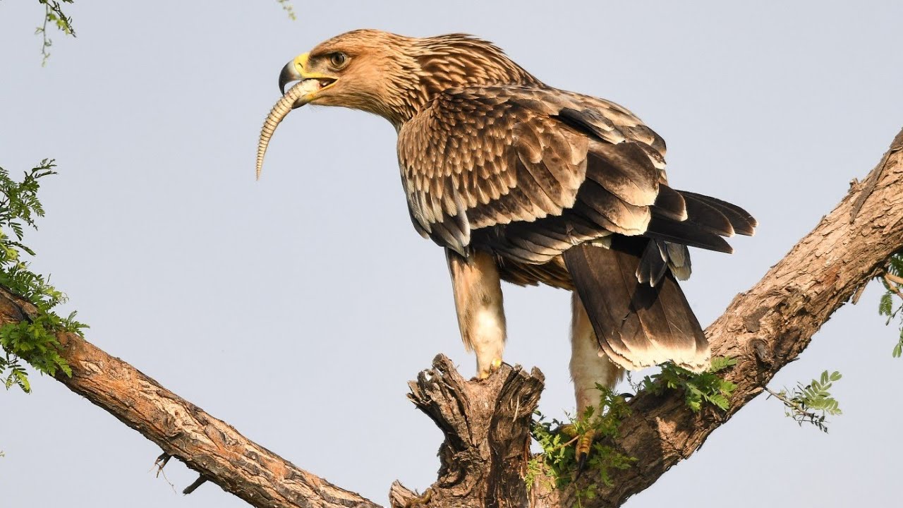 Tal Chhapar #ImperialEagle #Talchhapar #Spinytaillizard #Raptor #rajasthantourism #wildlife #nikon