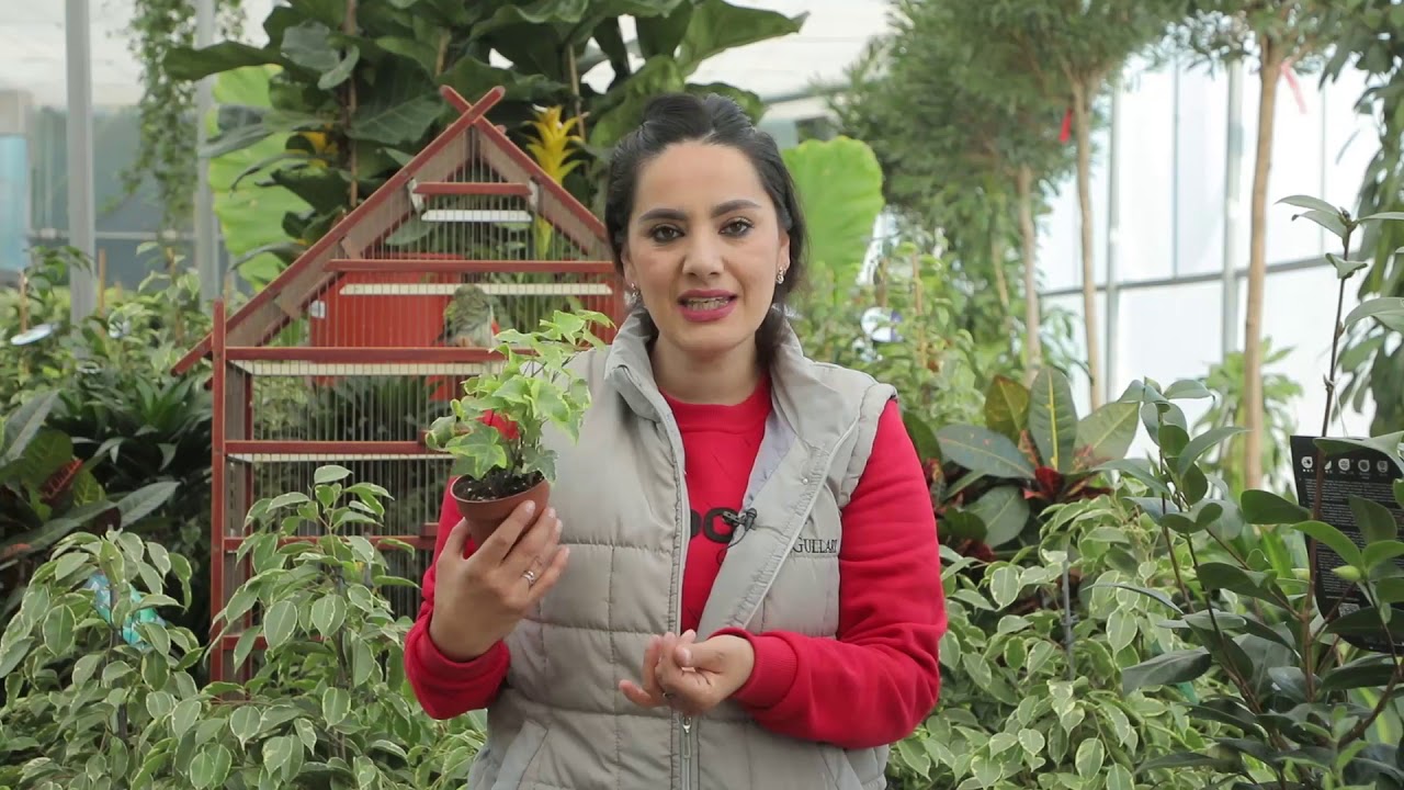 HAMISHA BAHOR EFIR 27 11 2020