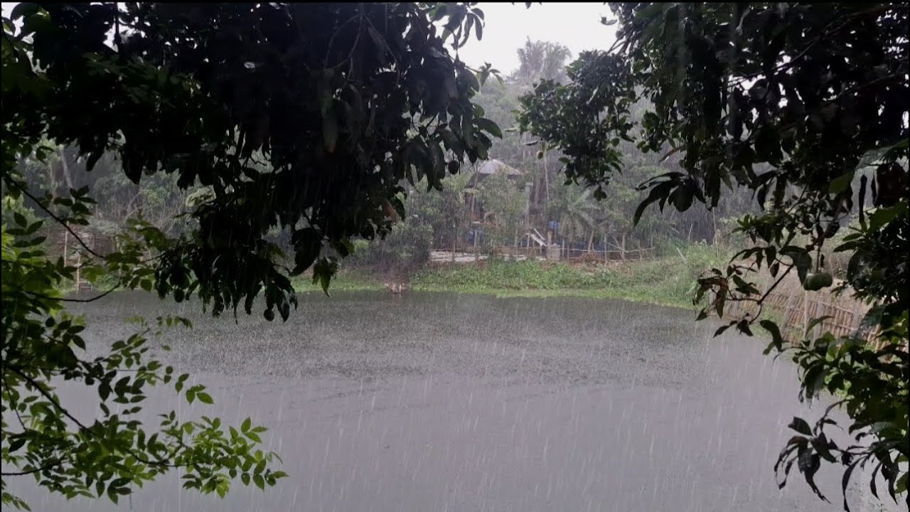 🌧️LIVE Rain & Pond Ambience | Calming Sounds for Study, Sleep, Meditation