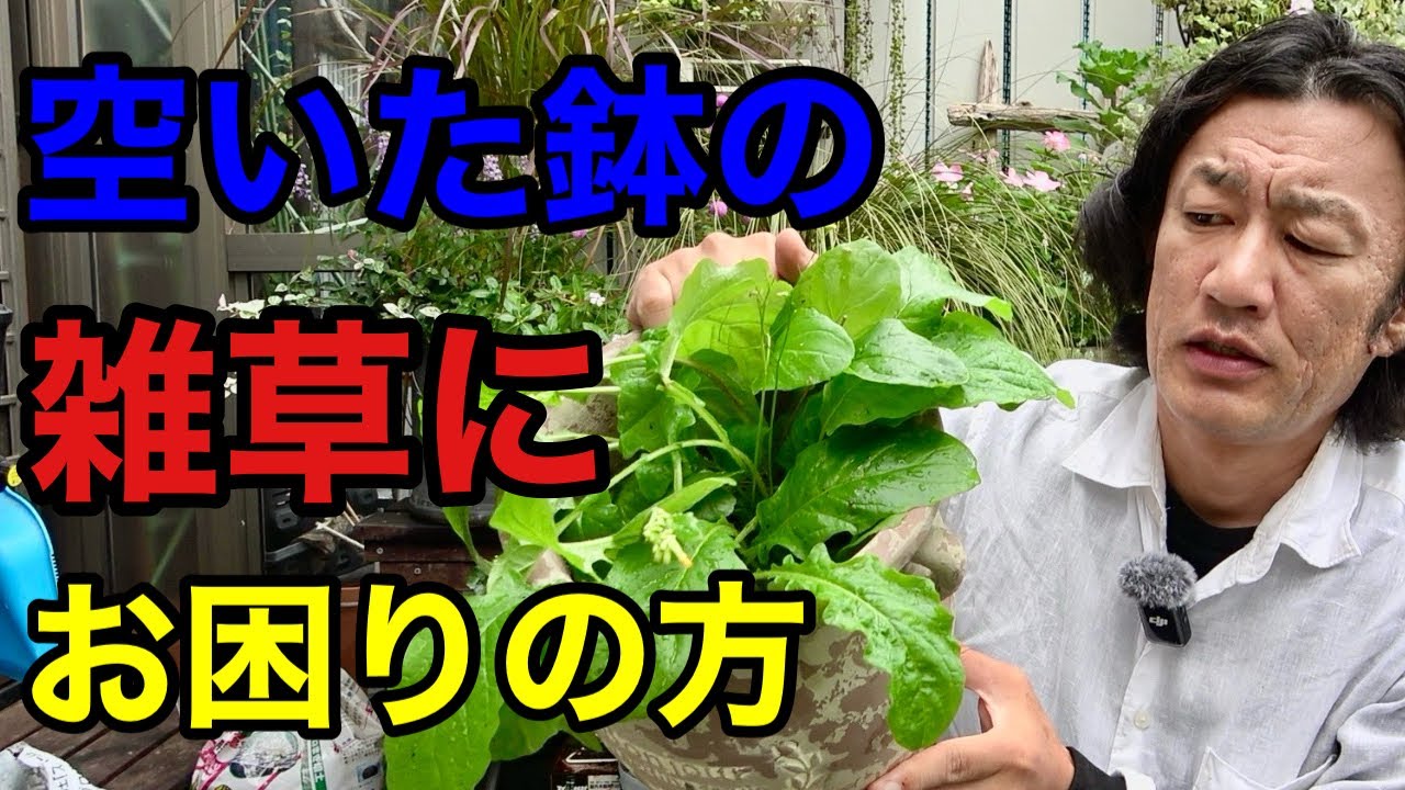 【雑草生やしたくないなら】こういうの植えとけ！　【園芸超人カーメン君】