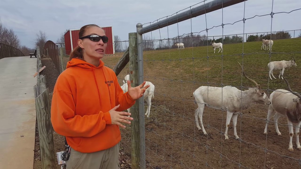 Addax