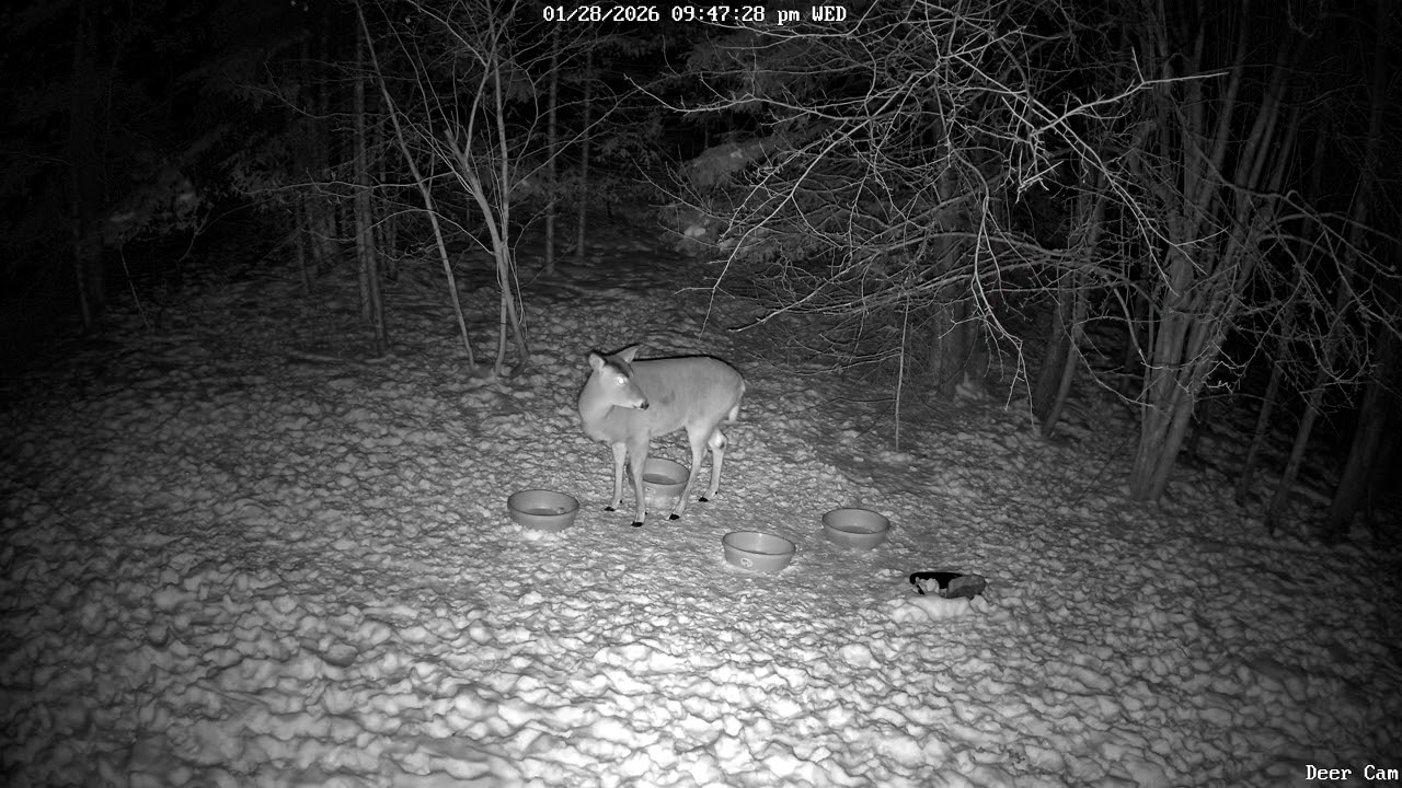Deer come back 1-28-2026 9:35 PM