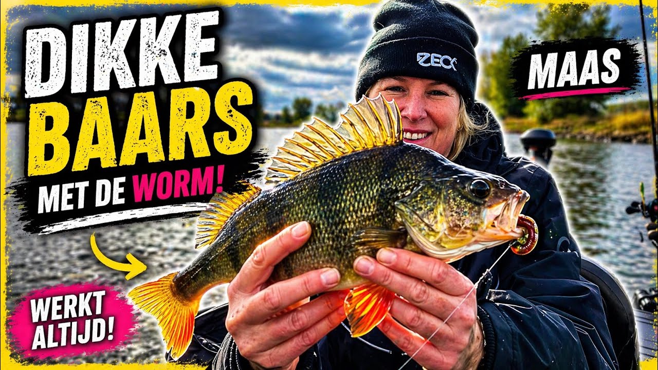Dikke baars op de worm !
