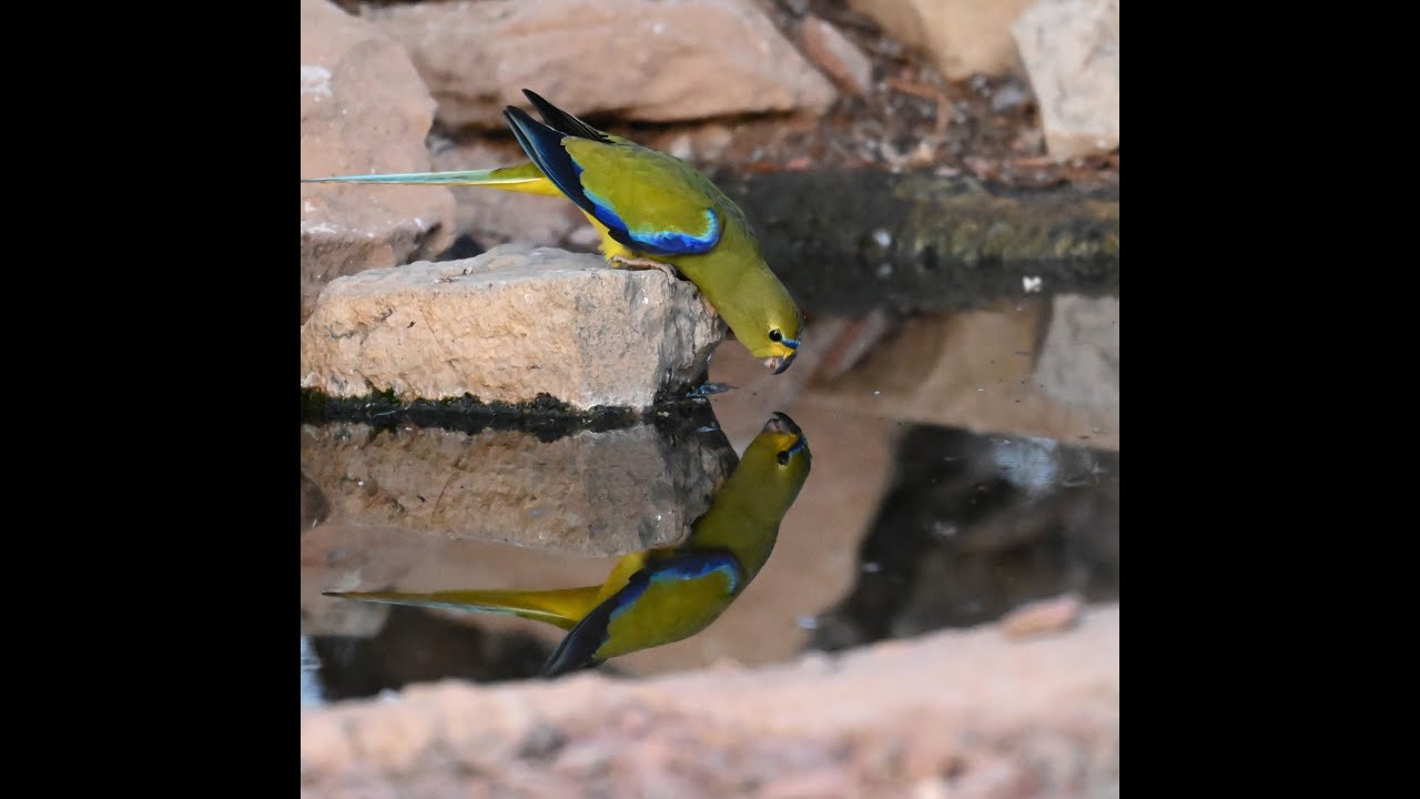 Bucket List Birding - North to the Arid Lands