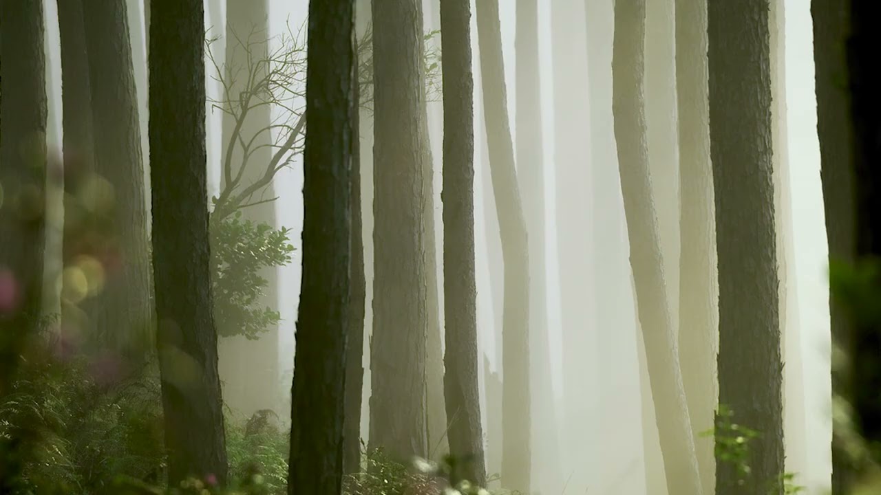 雨の日に静かに作業するための音楽｜25分