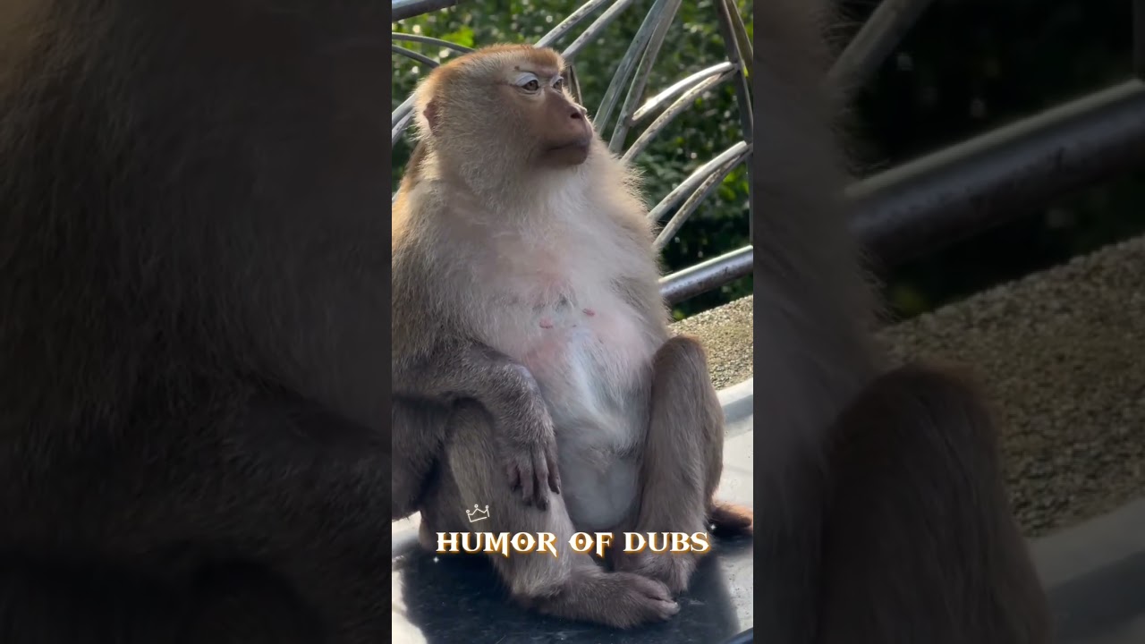 love married vs arrenge married😍😍😍...#shortsfeed #monkey #ytshorts #trendingshorts #viralshorts