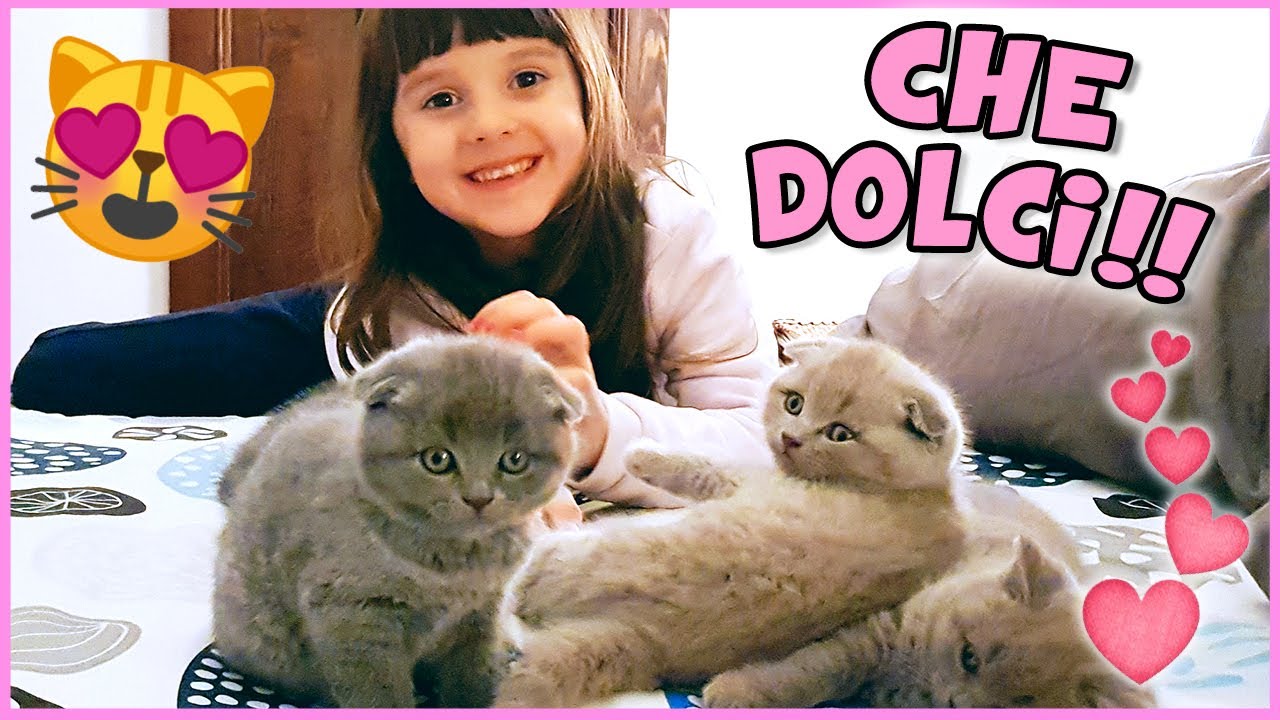 Sono nati 4 gattini! Andiamo a coccolare i cuccioli! 😍