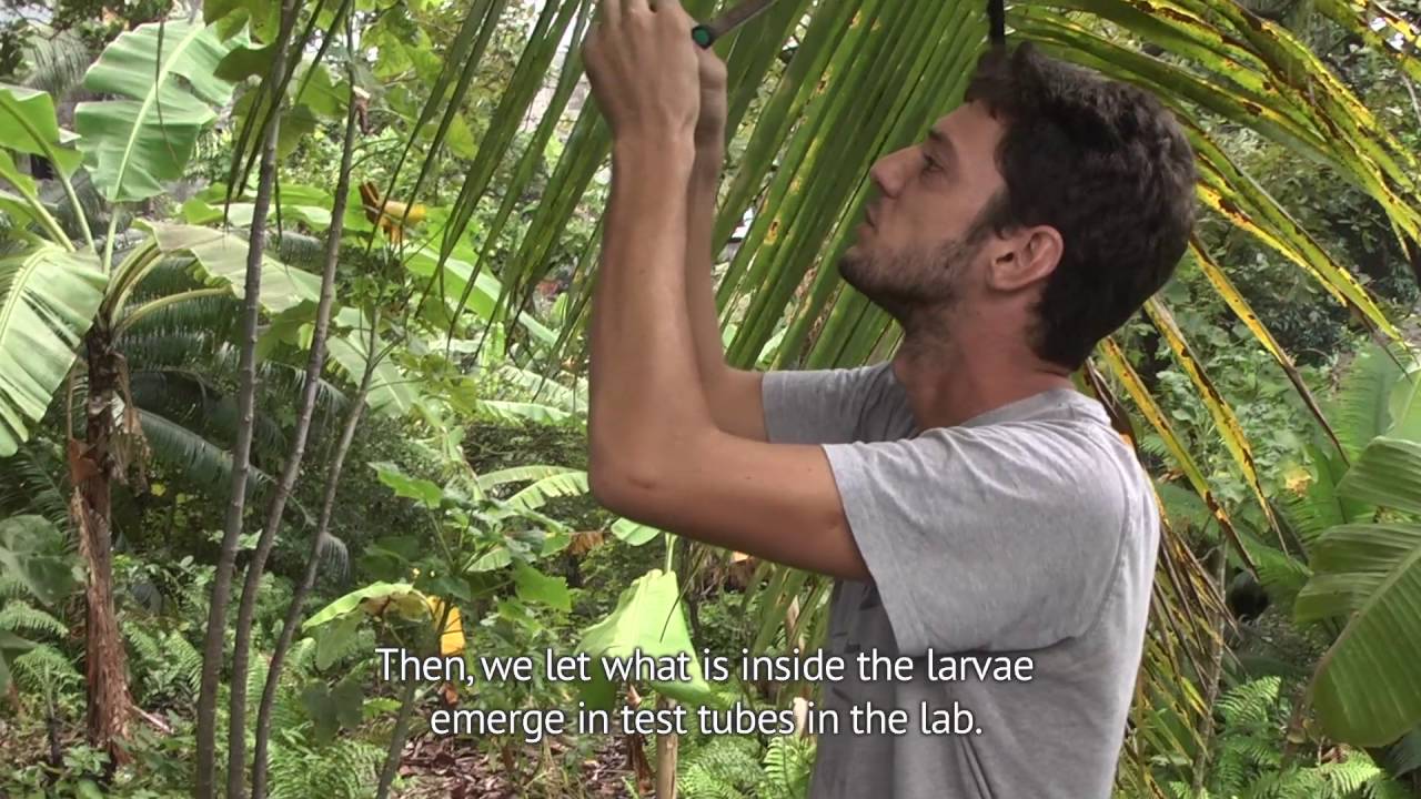 Biocontrol in Grande Comore