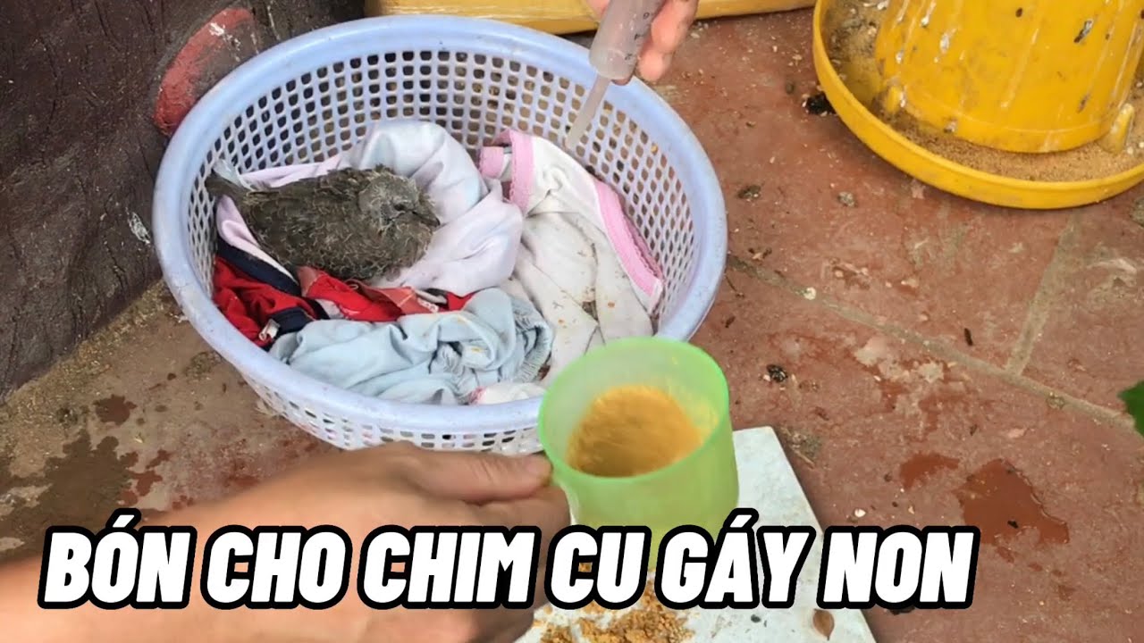 Cách bón cho chim cu gáy non mới tách mẹ