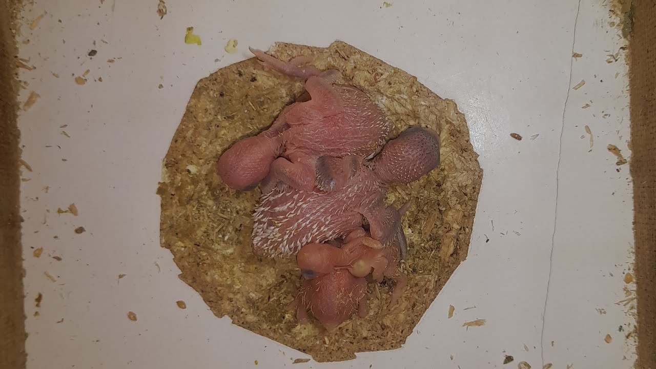 World of Budgie Son Baby 🤱 love 😍