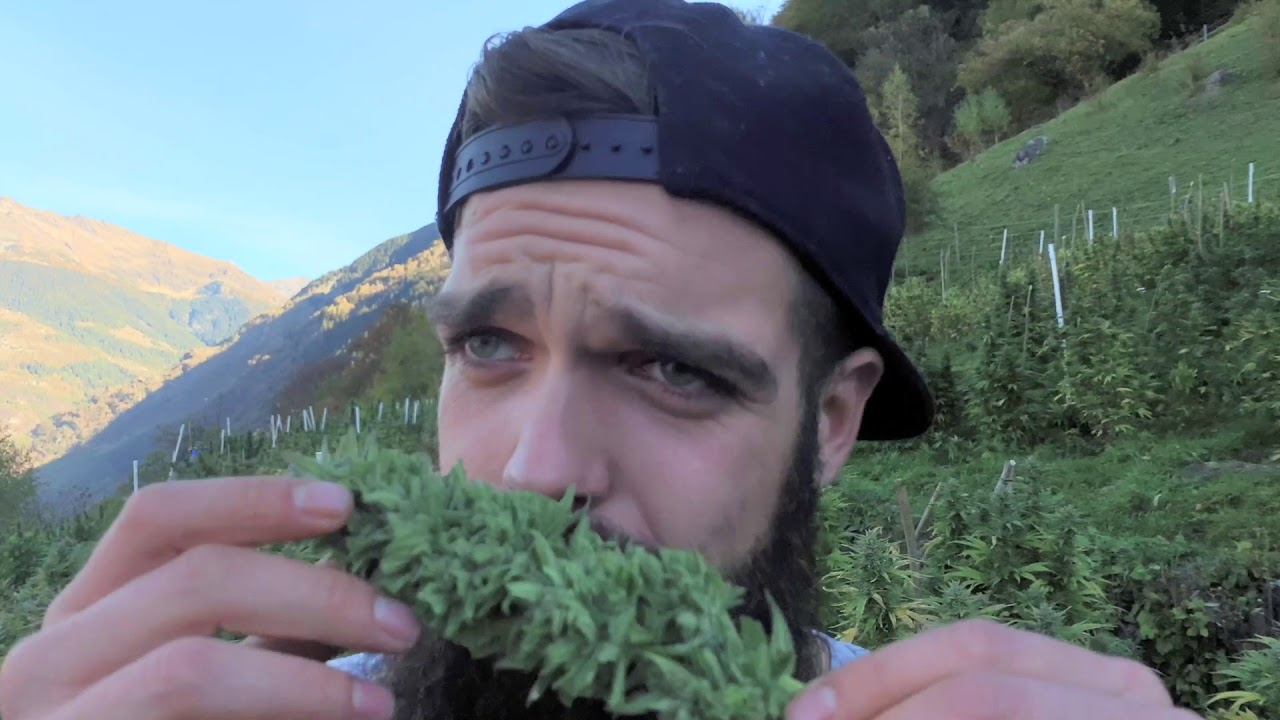 Mit dem Helikopter zum spektakul&auml;rsten Hanffeld der Schweiz | Heimat