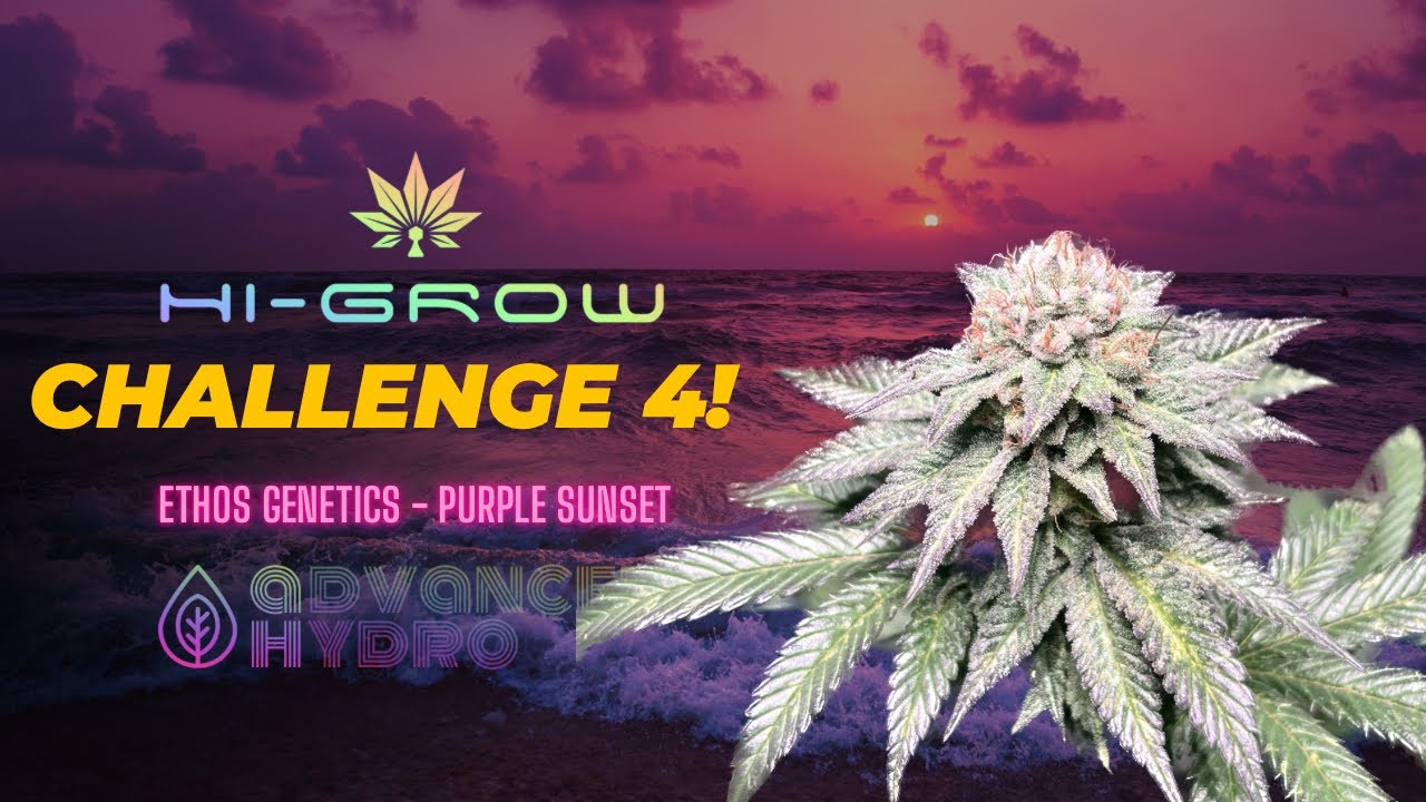 Purple Sunset Hi-Grow Challenge | Week 6 Flower | Advanced Hydro & Ethos Genetics