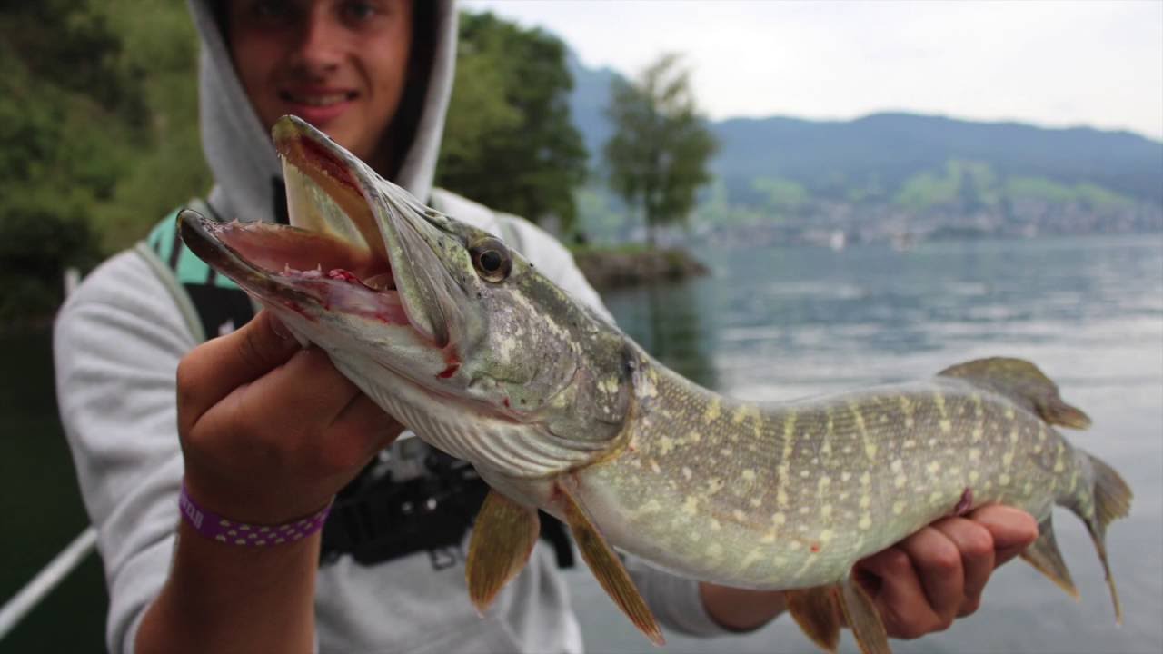 Hechtfischen am Vierwaldstädtersee
