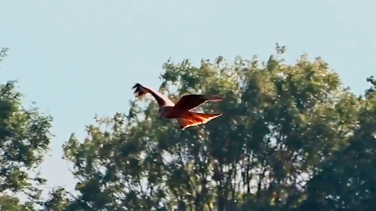 Red Kite flying hunting - Bird of Prey - Nature Herts UK