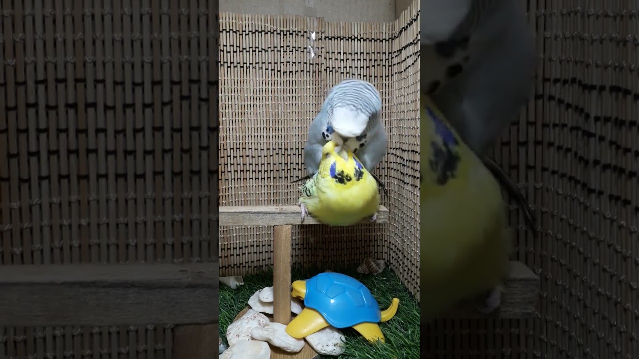 🇮🇳Grey Male ×Tcb Female Quality Pair 🍁