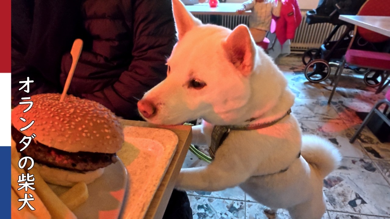 柴犬柿丸  親族ランチに参加する柴犬｜オランダ散歩・環境音