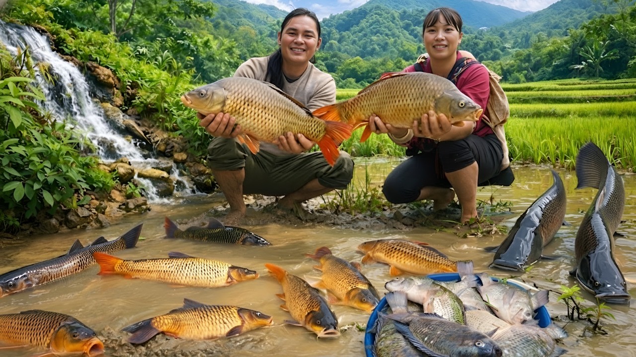 Going fishing for giant fish in the rice fields with my wife - Harvesting sweet potatoes to sell