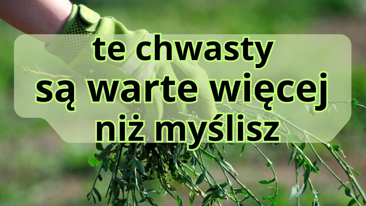 10 pospolitych chwastów które w rzeczywistości są drogą superżywnością rosnącą tuż obok