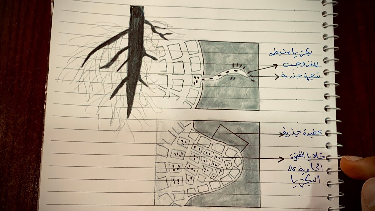 رسم العقد البكتيرية في جذور نبات الباقلاء 💞✨ للصف #الرابع_العلمي  #الفصل_السابع