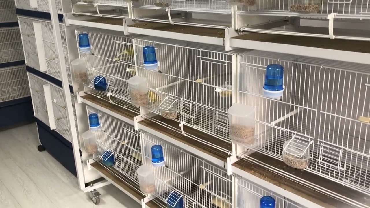 New Canary Breeding Room. Males in preparation for Breeding April 2023.