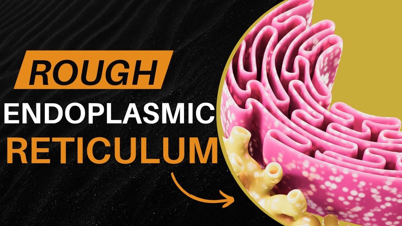 “Rough Endoplasmic Reticulum (RER) | Structure & Function Explained | Protein Synthesis”