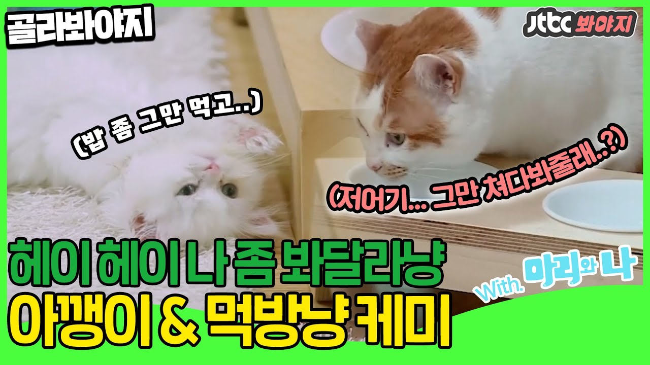 [골라봐야지] ★고양이특집 4편★ 마음 약한 호동 아빠부터 스파르타 인국 아빠까지ㅣ마리와 나