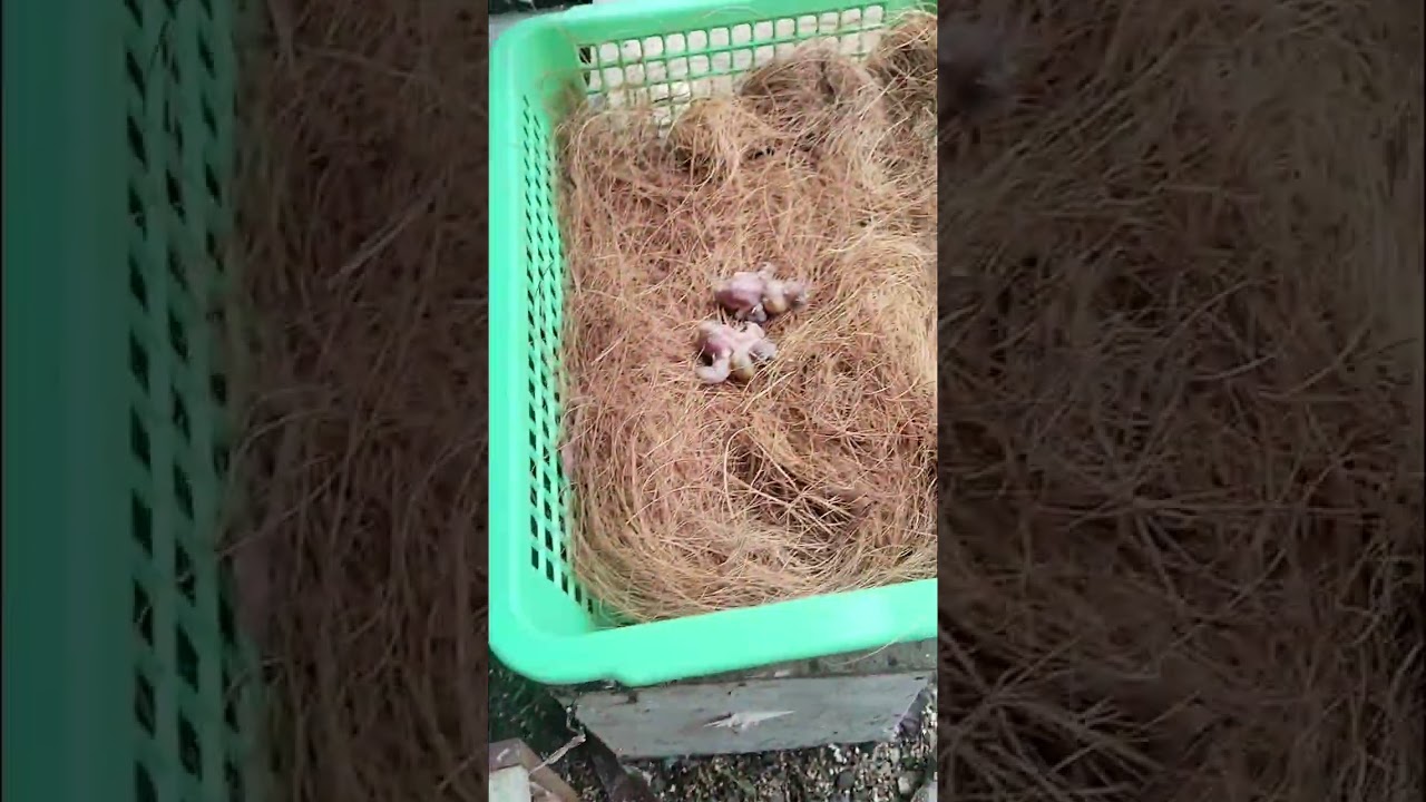 panen anakan zebra finch