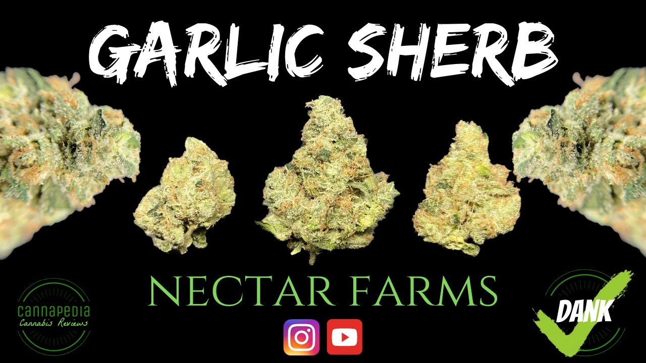 Garlic Sherb Strain Review - Nectar Farms - Cannapedia