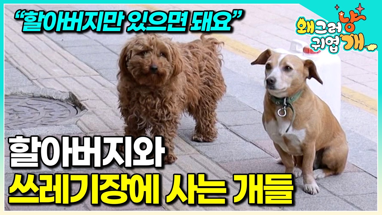 쥐가 드나드는 쓰레기 집에 사는 할아버지와 할아버지 껌딱지 강아지들. 설쌤과 함께 역대급 스케일 솔루션 진행 후 놀라운 결과│#왜그러냥귀엽개