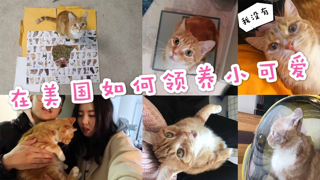 Cat Adoption | 在美国如何领养猫咪 | 需要准备什么 | 我的领养经历