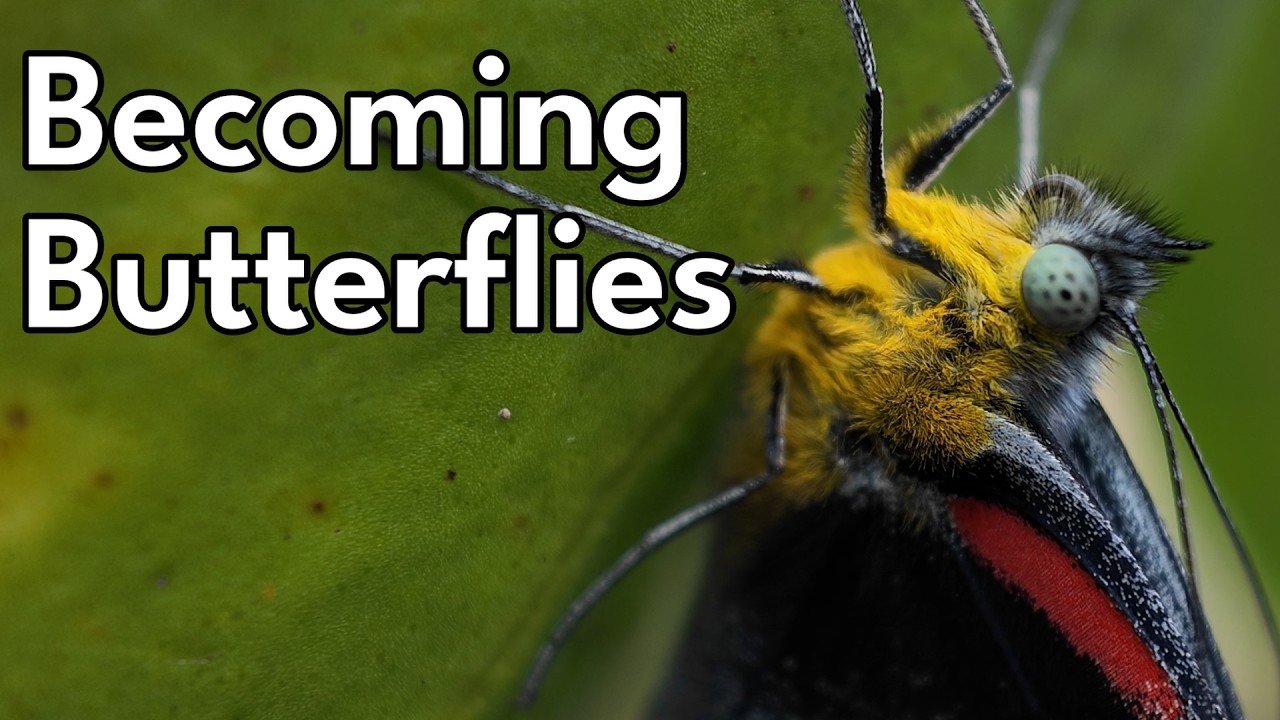 Black Jezebel - Becoming Butterflies