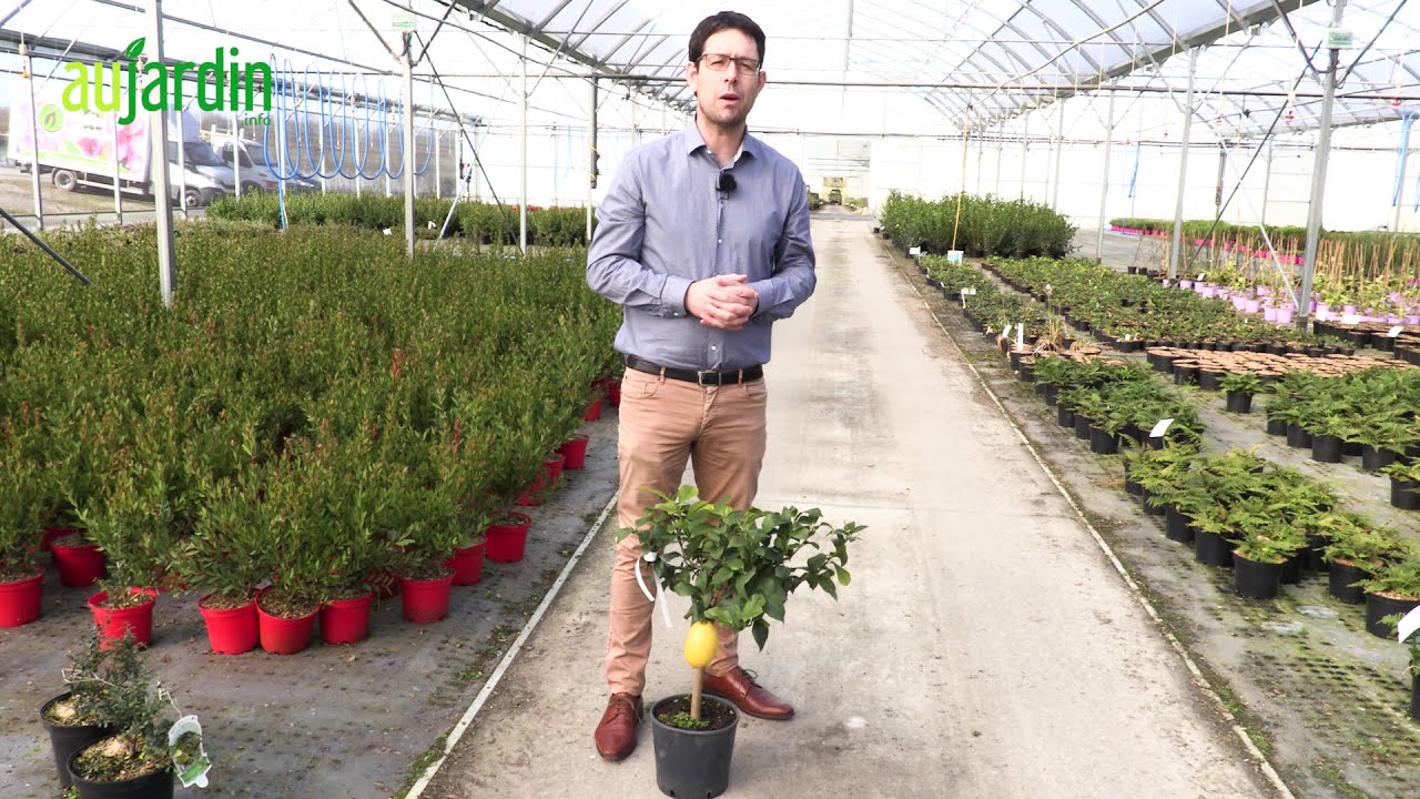 Le CITRONNIER🍋comment REUSSIR sa CULTURE pour OBTENIR des CITRONS ?