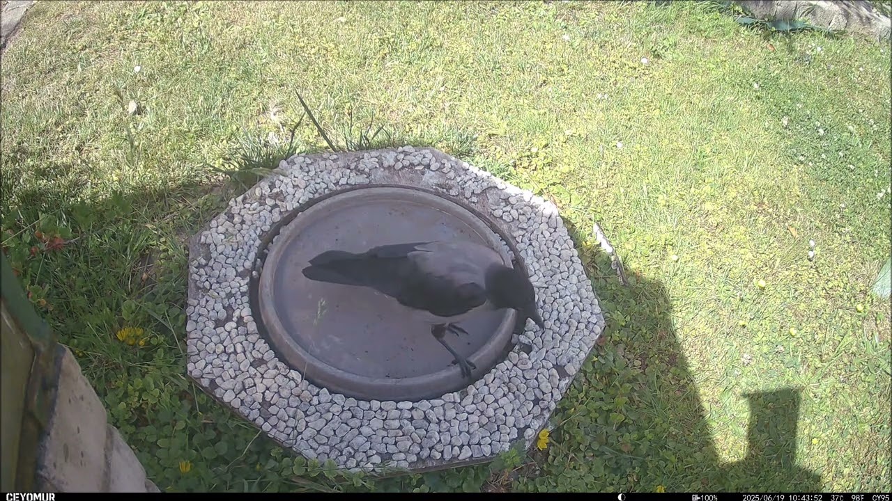 Tieraufnahmen: Vogelbad 20 | #039