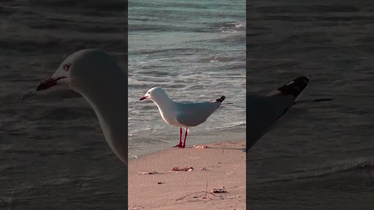 Fascinating Insights: Unveiling the Intelligence, Diet, and Social Bonds of Seagulls