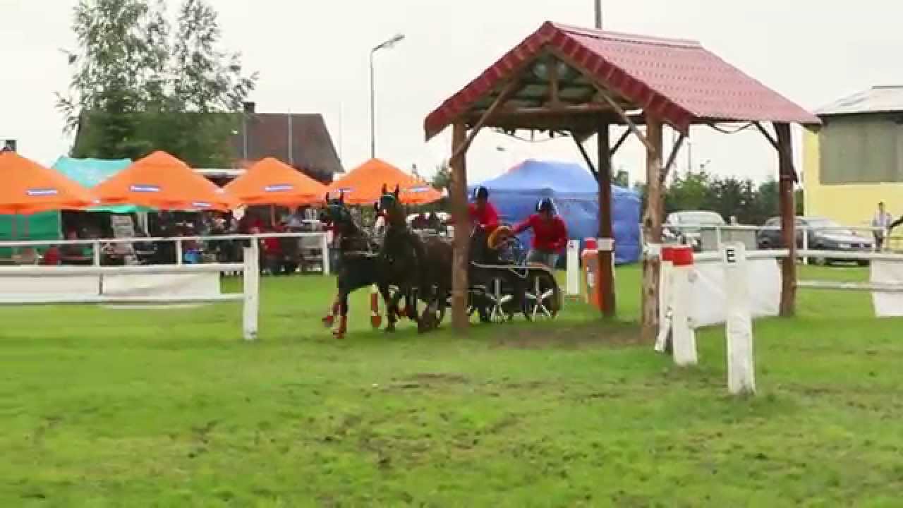 Bajer Dariusz i Karpiński Piotr. Konie Edward i Zonie. Maraton- ZAPRZĘGI KONNE SIEDLEC TRZEBNICKI