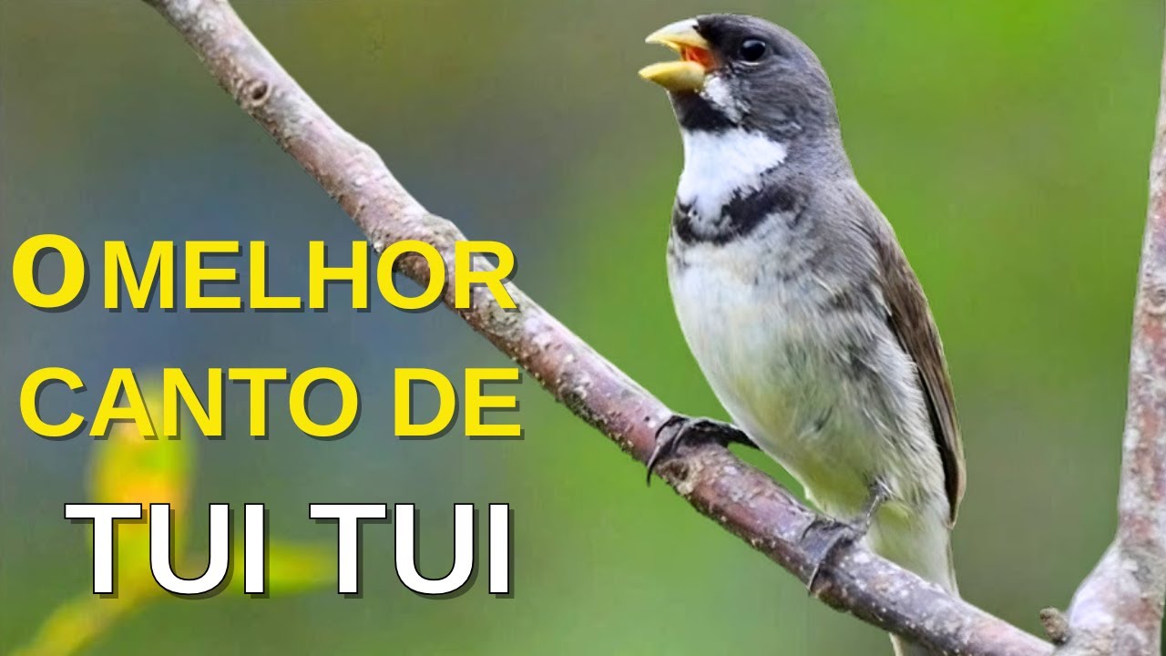 O MELHOR CANTO DE COLEIRO TUI TUI ZEL ZEL POR 10 HORAS