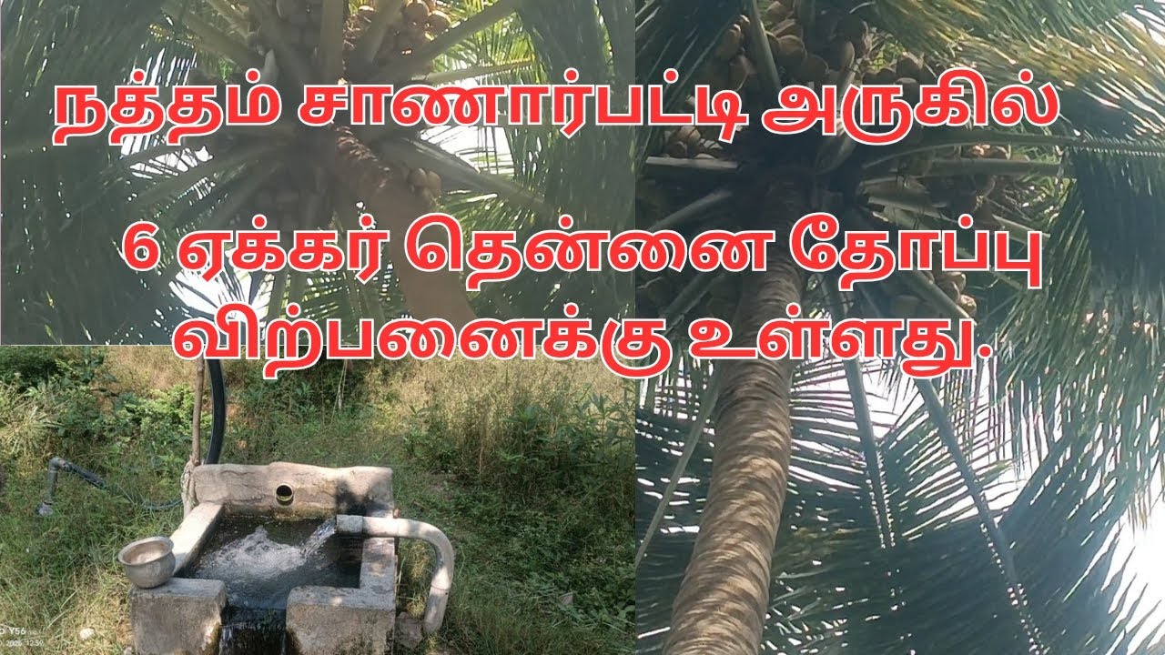 8248086875 திண்டுக்கல் நத்தம் சாணார்பட்டி அருகில் 6 ஏக்கர் தென்னை தோப்பு விற்பனைக்கு உள்ளது.