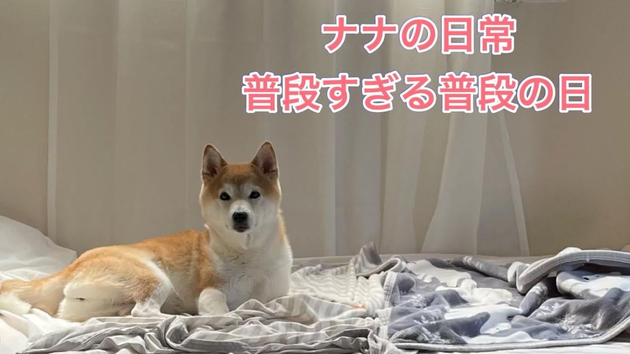 [ある日のナナ]　いつもナナはこんな感じだよ