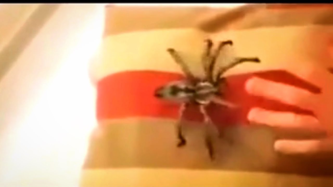 Tickling a spider! ￼