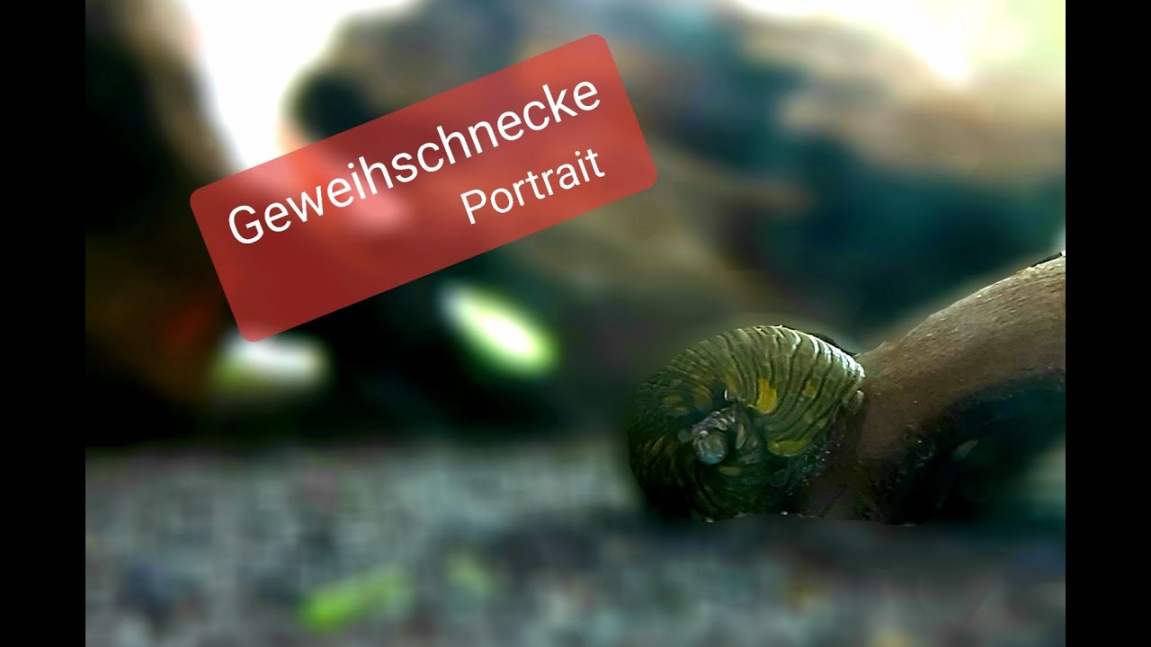 Die Geweihschnecke - Clithon corona im Portrait. #Algenfresser