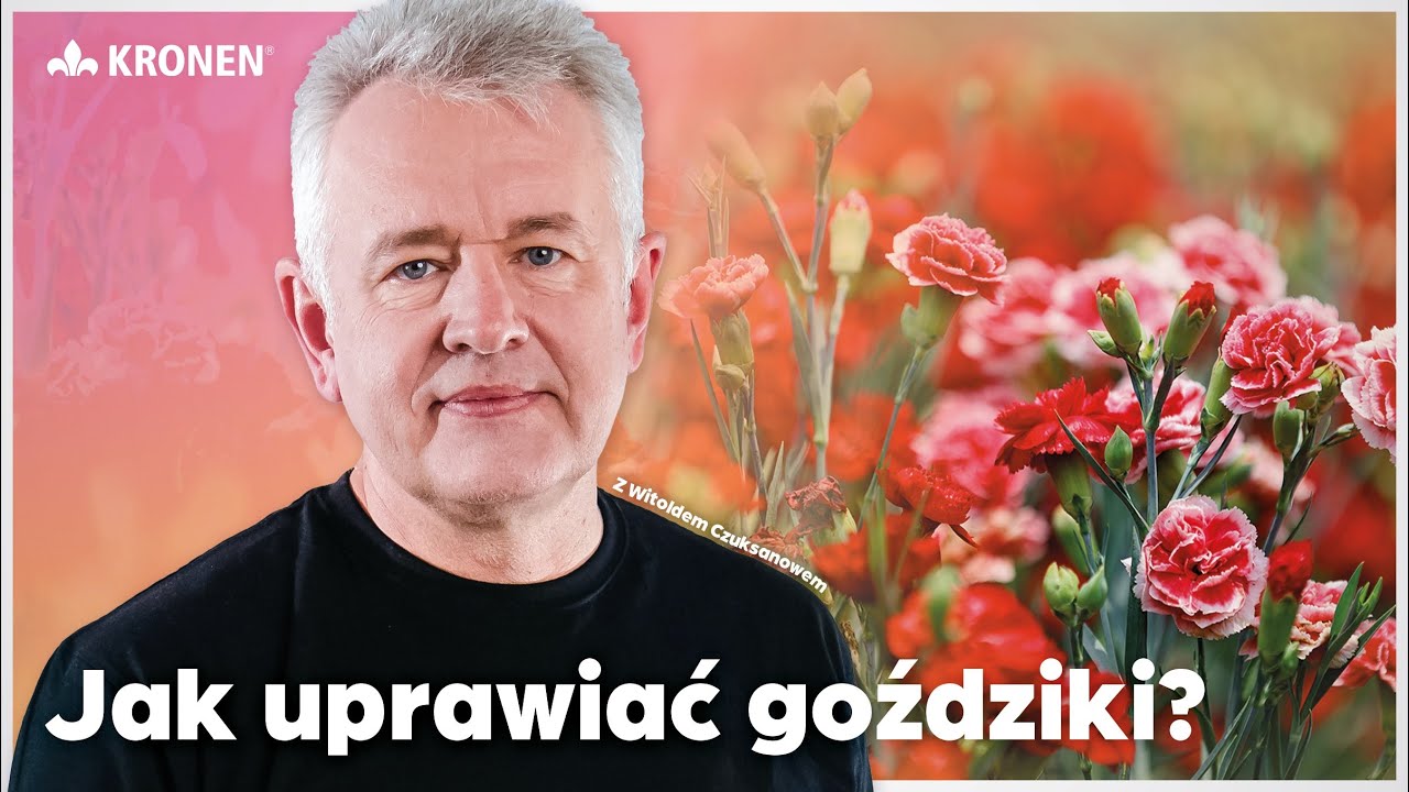 KRONEN 2025 - Jak uprawiać goździki?