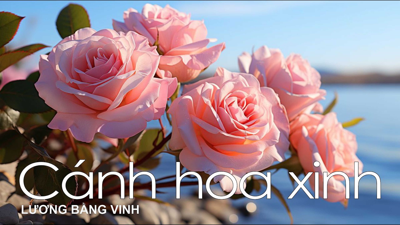 Cánh hoa xinh – Sáng tác LƯƠNG BẰNG VINH – 4K – 04