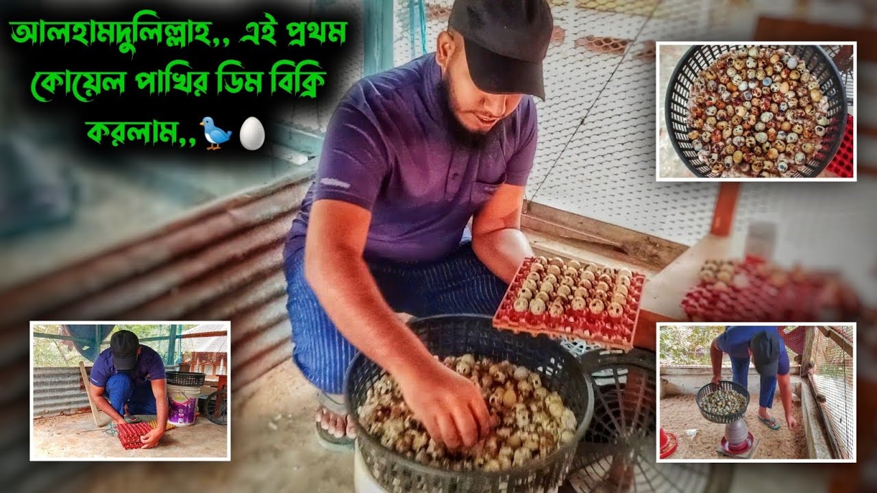 আলহামদুলিল্লাহ,,এই প্রথম কোয়েল পাখির ডিম বিক্রি করলাম,,🐦🥚