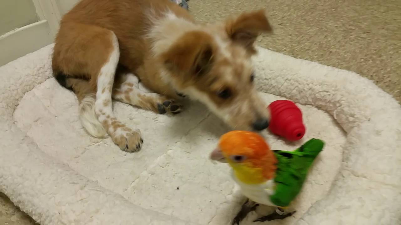 Introducing our New Puppy to our Parrot, Best Friends Already