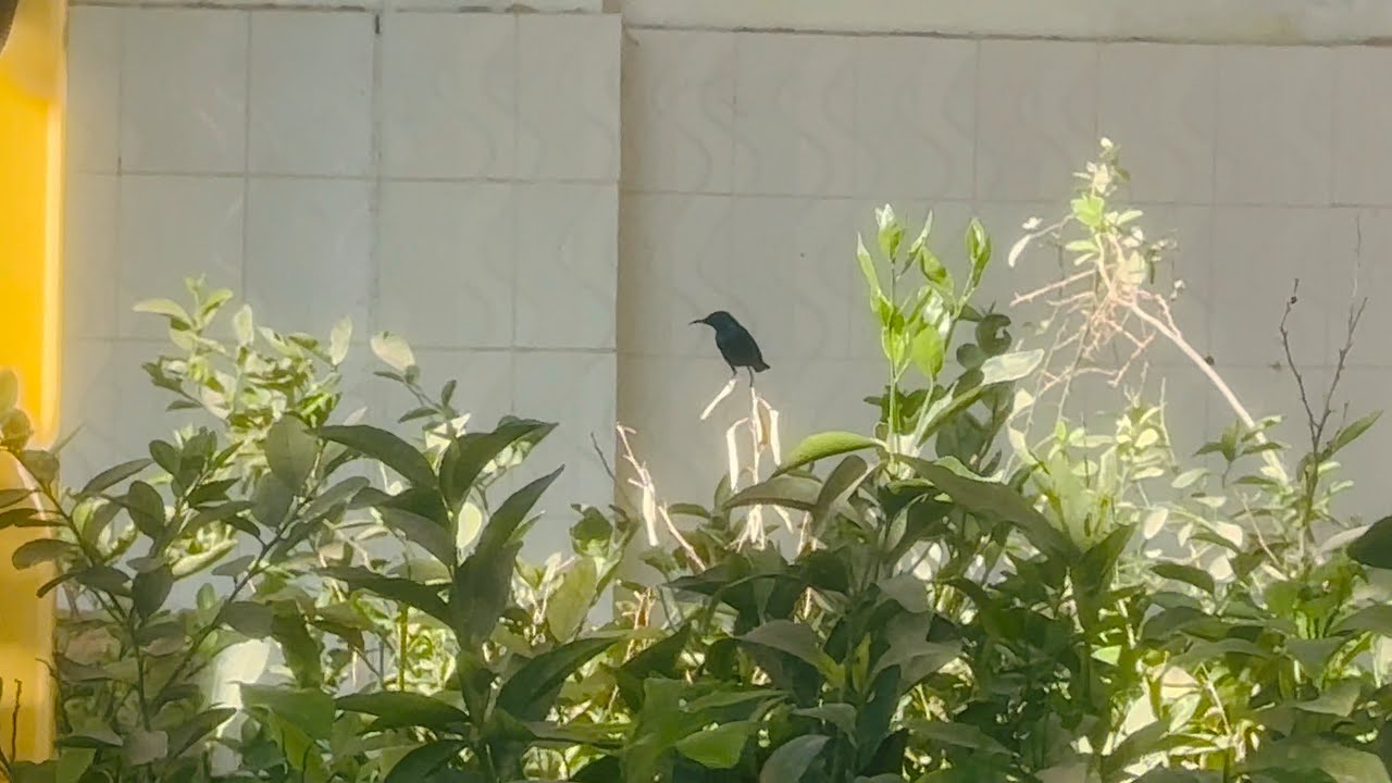 পাখিটার নাম কি? হঠাৎ দেখলাম।