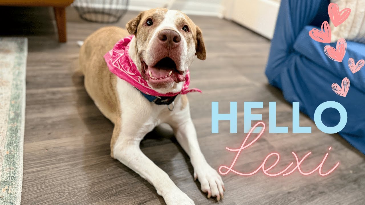 Meet Lexi- gentle, affectionate, and perfectly content to be your couch potato sidekick.