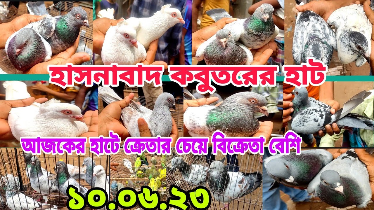 হাসনাবাদ কবুতরের হাট গিরিবাজ রেসার ও কালারিং কবুতরের বর্তমান বাজার দাম জানুন Hasnabad kobutor hat
