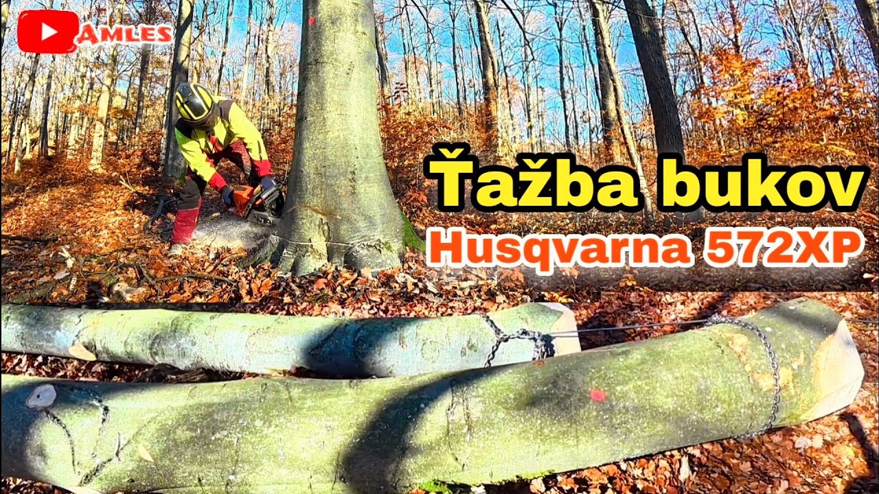 Заготовка буковой древесины — приближаемся к склону | Первый огонь 🔥 | Husqvarna 572XP  | Amles