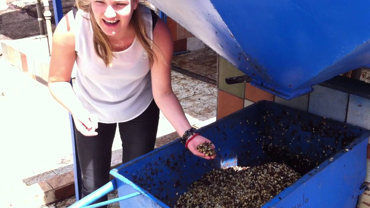 [VAN KOFFIEBES TOT KOFFIEBOON 3/5] Depulped Koffie